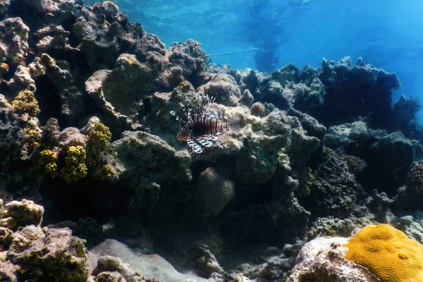 Pez León Pez Arrecife Coral Venenoso Especies Invasoras Pterois Volitans — Foto de Stock