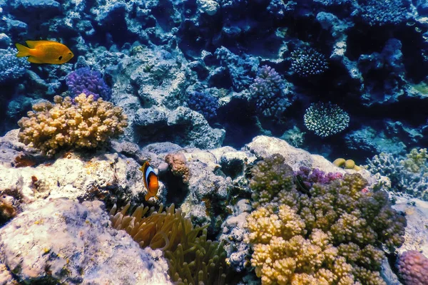 Підводний Вид Кораловий Риф Тропічні Води Морське Життя — стокове фото