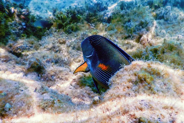 Sohal Cerrah Balığı Sohal Tang Acanthurus Sohal Deniz Yaşamı — Stok fotoğraf