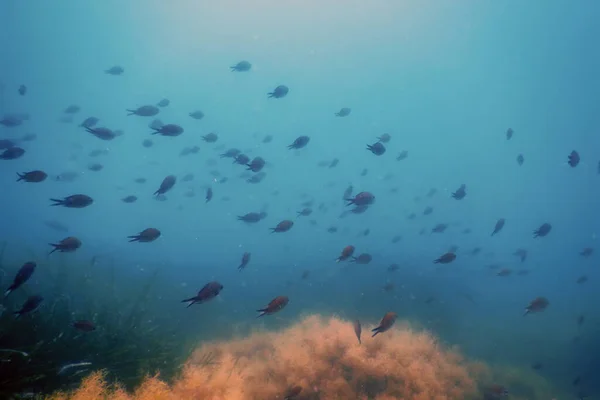 Escola Peixes Subaquática Peixes Fundo Subaquático — Fotografia de Stock