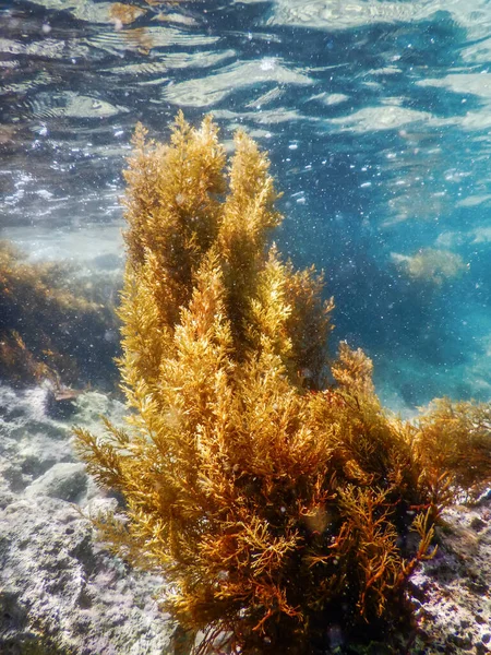 海藻の森 海藻水中 海藻浅瀬の表面近く — ストック写真