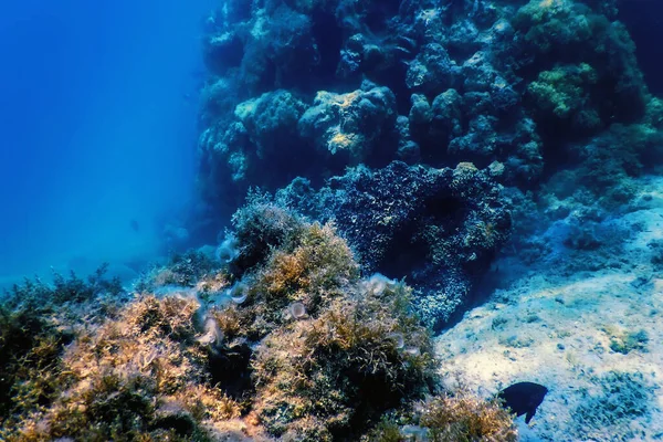 Arrecife Paisaje Submarino Con Algas Fondo Submarino Azul — Foto de Stock