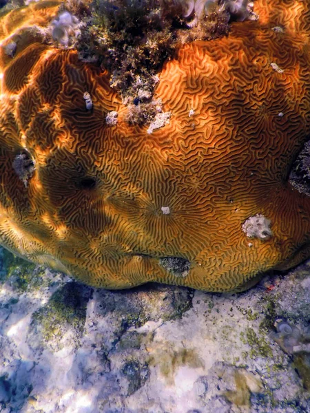 Denizin Dibindeki Beyin Mercanı Deniz Yaşamı — Stok fotoğraf