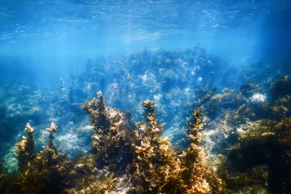 Лес Водорослей Водоросли Водой Подводная Сцена — стоковое фото