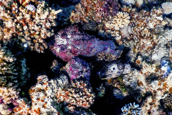 ストーンフィッシュ シノナセア ヴェルクルコサ リーフストーンフィッシュ 熱帯水 海洋生物 — ストック写真