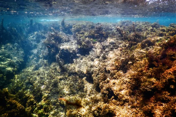 Algas Subaquáticas Algas Marinhas Águas Rasas Perto Superfície — Fotografia de Stock