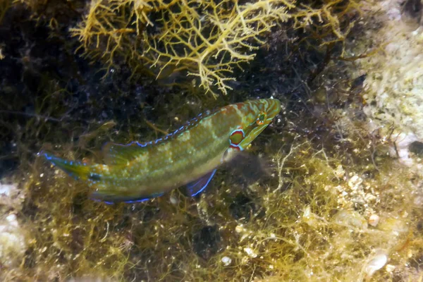 Zelllippfisch Natürlichen Lebensraum Symphodus Ocellatus Unter Wasser — Stockfoto