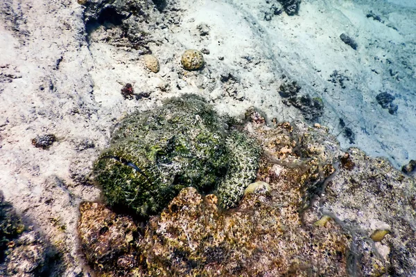 Kamenitá Synanceia Verrucosa Útes Kamenitá Tropické Vody Mořský Život — Stock fotografie
