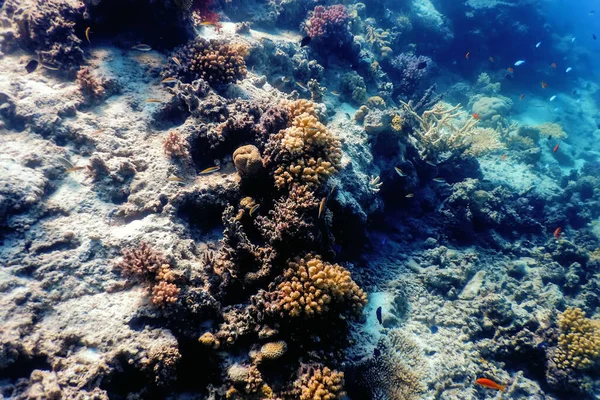 Vue Sous Marine Sur Récif Corallien Eaux Tropicales Vie Marine — Photo