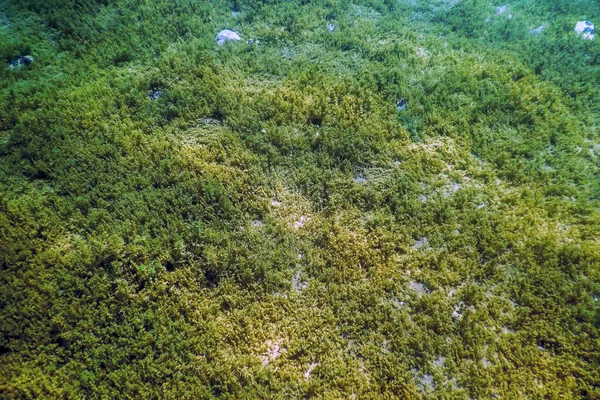 Freshwater Flora Underwater Freshwater Landscape Underwater Flora — стокове фото