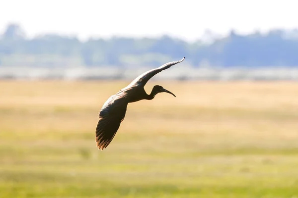 Glossy Ibis Flight Plegadis Falcinellus — Stock Photo, Image
