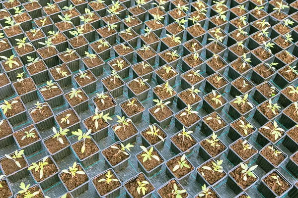 温室内の鉢植えの苗の列 — ストック写真