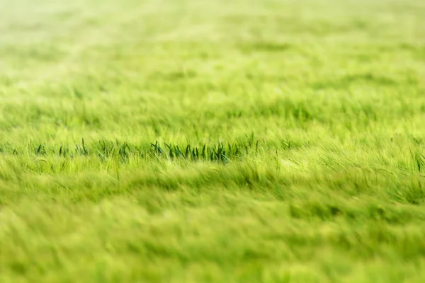 Genç Buğday Yeşil Buğday Tohumu Bir Tarlada Büyüyor — Stok fotoğraf