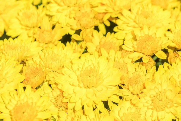 Kwitnący Żółty Chryzantema Jesiennym Ogrodzie Tło Kwitnącym Chryzantemy — Zdjęcie stockowe