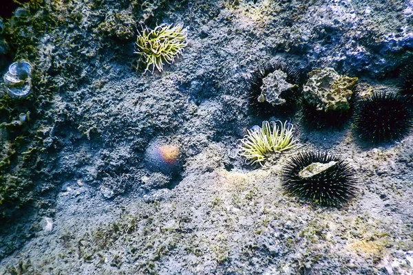 Onderwater Landschap Met Anemoon Anemonia Sulcata Tropische Zee Onderwater — Stockfoto
