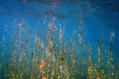 Tatlı Su Flora, Sualtı Tatlı Su Manzarası, Su altı Flora