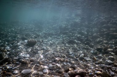 Dağ Nehri Su Altındaki Kayalar Temiz Suyla sığ bir nehir yatağında