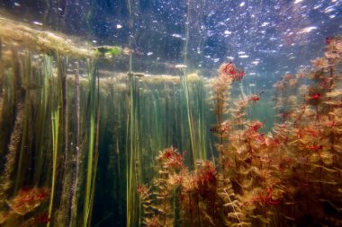 Sualtı Tatlı Su Flora, Sualtı Manzarası, Su altı Flora