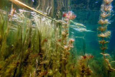 Sualtı Tatlı Su Flora, Sualtı Manzarası, Su altı Flora