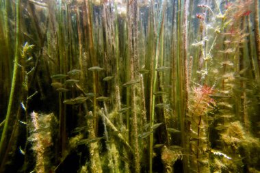 Sualtı Tatlı Su Flora, Sualtı Manzarası, Su altı Flora