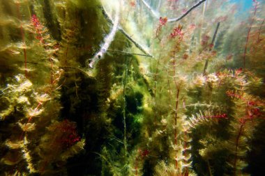 Sualtı Tatlı Su Flora, Sualtı Manzarası, Su altı Flora