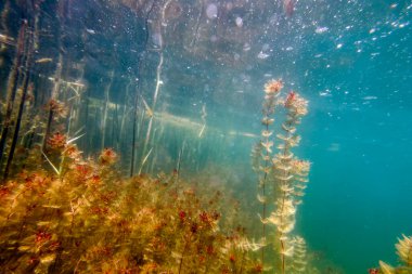 Sualtı Tatlı Su Flora, Sualtı Manzarası, Su altı Flora
