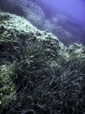 Deniz Çimeni Su Altında, Yeşil Deniz Çimeni