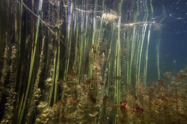 Sualtı Tatlı Su Flora, Sualtı Manzarası, Su altı Flora