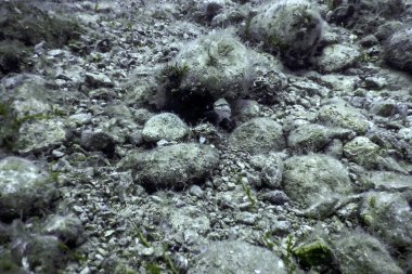 Su altında Deniz Yaşamı, Su altında Yaşam, Vahşi Yaşam