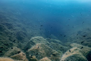 Deniz Yaşamı Su Altında Kayalar Güneş Işığı, Su Altında Yaşam, Vahşi Yaşam