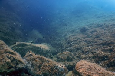 Deniz Yaşamı Su Altında Kayalar Güneş Işığı, Su Altında Yaşam, Vahşi Yaşam