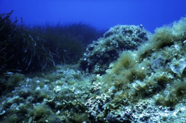 Deniz Çimeni Su Altında, Yeşil Deniz Çimeni