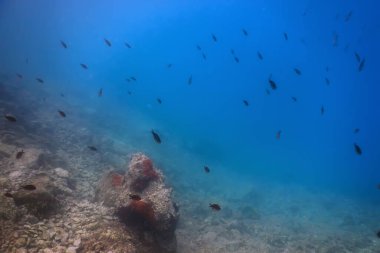 Deniz Yaşamı Su Altında Kayalar Güneş Işığı, Su Altında Yaşam, Vahşi Yaşam
