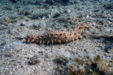 Deniz hıyarları deniz yatağında yatıyor, Deniz Yaşamı Su altında