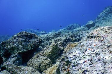 Deniz Yaşamı Su Altında Kayalar Güneş Işığı, Su Altında Yaşam, Vahşi Yaşam