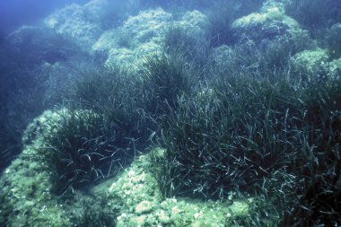 Deniz Çimeni Su Altında, Yeşil Deniz Çimeni