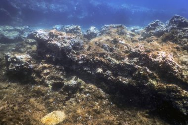 Deniz Yaşamı Su Altında Kayalar Güneş Işığı, Su Altında Yaşam, Vahşi Yaşam