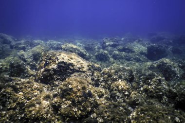 Okyanus tabanının dibindeki kayalar, sualtı yaşamı