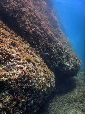 Deniz Yaşamı Su Altında Kayalar Güneş Işığı, Su Altında Yaşam, Vahşi Yaşam