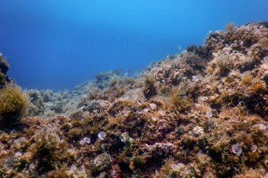 Deniz Yaşamı Su Altında Kayalar Güneş Işığı, Su Altında Yaşam, Vahşi Yaşam
