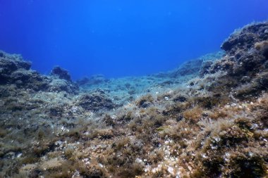 Deniz Yaşamı Su Altında Kayalar Güneş Işığı, Su Altında Yaşam, Vahşi Yaşam