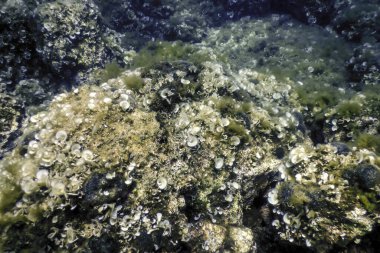 Okyanus tabanının dibindeki kayalar, sualtı yaşamı