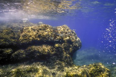 Su altında Deniz Yaşamı, Su altında Yaşam, Vahşi Yaşam