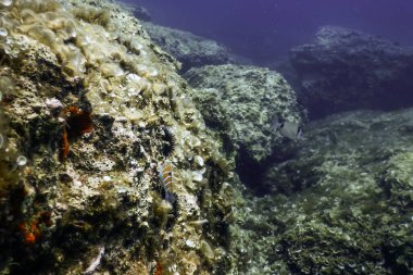 Okyanus tabanının dibindeki kayalar, sualtı yaşamı