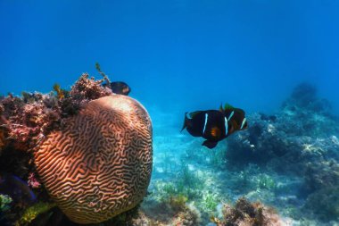 Kızıl Deniz palyaço balığı (Amphiprion bicinctus) Kızıl Deniz, Deniz yaşamı