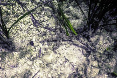 Dikenli Denizyıldızı (Marthasterias Buzulu) Su altı Akdeniz