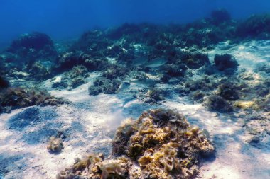 Su altı resifleri, deniz yosunları, mavi sualtı arka planı.