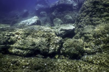 Okyanus tabanının dibindeki kayalar, sualtı yaşamı