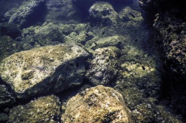 Okyanus tabanının dibindeki kayalar, sualtı yaşamı
