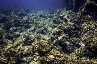 Okyanus tabanının dibindeki kayalar, sualtı yaşamı